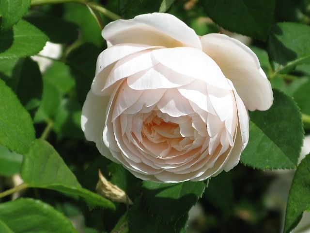  photo WindermereatsjmunigardIMG_1246_zps432507ef.jpg